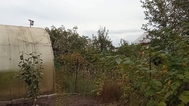 хочу вырастить диковинки! смотреть онлайн