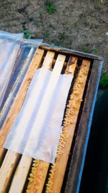 САЛФЕТКИ ОТ КЛЕЩА 19.08.24 #пчеловодство #bee #пчелосемьи #пчелы #пасека смотреть онлайн