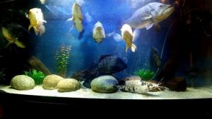 ЦИХЛЫ ОЦЕЛЛЯРИС