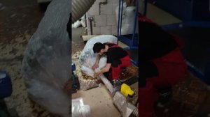 Оператор чесальной линии.