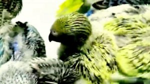 Ташкенте куш бозори