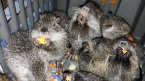 НУТРИИ и НУТРЯТА : как переносят холода. 22.02.25