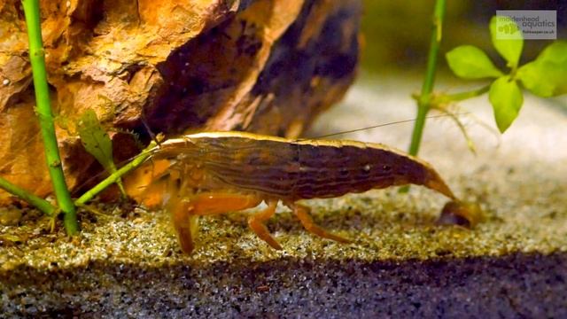 Inspiring Aquariums - 330 Litre Planted Tank смотреть онлайн