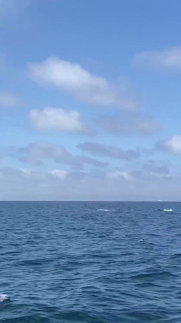 This is why Finback Whales are called the “Greyhounds of the Sea” look at that speed! 🐳✨🐳 #whale смотреть онлайн