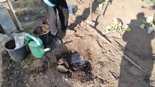 Простий і ефективний спосіб висадки розсади кабачків у відкритий грунт смотреть онлайн