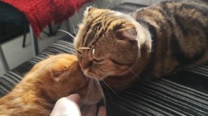Всех с Днём кошек😸😺🐱🎉🎉🎉