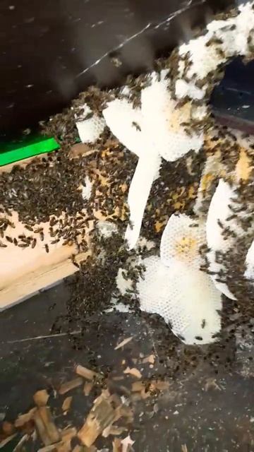 ПОДПОЛЬЩИКИ ОБОСНОВАЛИСЬ#рой #пчеловодство #пасека #пчелы #bee смотреть онлайн