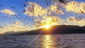 Котарды - Высота