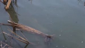 Товарковское водохранилище 2