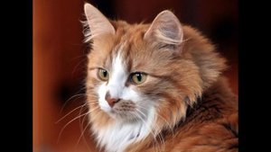 Светлана Павлова. Ода коту
