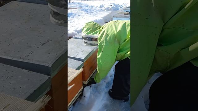 25 марта 23года Устройство дна ульев и чистка пасеки от снега.