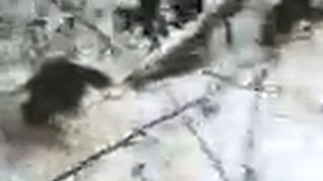 медведь смотреть онлайн