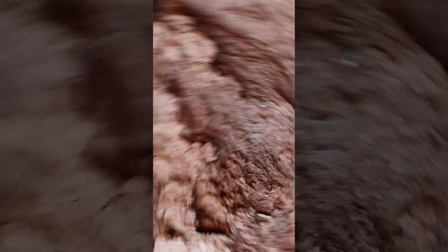 Подъём по оврагу за птенцом стрижа опасное мероприятие возможно змеи пауки возможность обвала пород смотреть онлайн