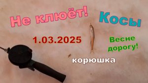 На Косах не клюёт.1 марта 2024. Зимняя (весенняя) рыбалка на Севере. Корюшка.