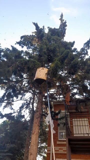 Опять♂️ 22.05.2024 #пасека #bee #пчелы #рой #пчеловодство #хобби смотреть онлайн