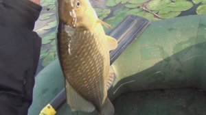 УТКИ и РЫБКИ (Камышовый Массив)