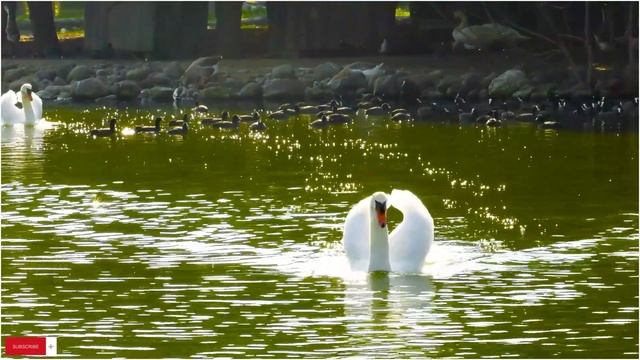 Классические мелодии для фортепиано Ричарда Клайдермана | Музыка расслабляет разум, расслабляет душ смотреть онлайн