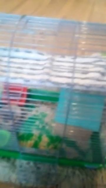 Как я убираюсь в клетке у крысы  3 часть  Aleksandra Pets 