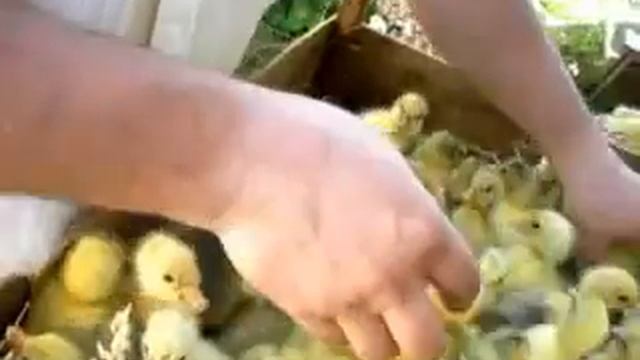 Определение пола гусят avi