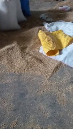 Битва за ячмень! ТГК:DanilaFermer #животноводство #деревня #video #farming #shorts #ячмень #зерно