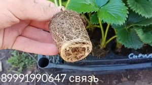 Как мы упаковываем саженцы клубники для отправки транспортной компанией.