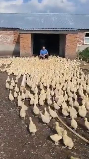 Как приучить стадо гусей слушаться вас с полуслова!!!! 1000 гусят. Северный Казахстан 🇰🇿 смотреть онлайн