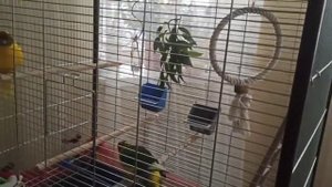 новый вольер для какариков. какарики слушают музыку с пением птиц #какарики #попугаи