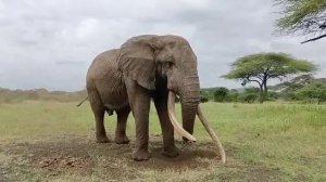 Great Plains Safari Sightings | ol Donyo Lodge, Kenya | One Ton at sunken hide