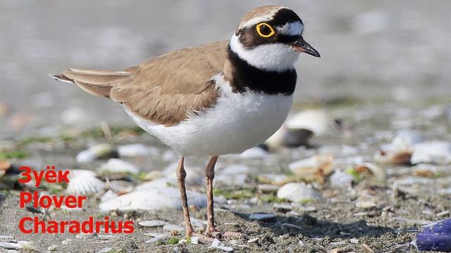 Wild Birds Voices 1/ Голоса диких птиц 1. Киндер Зу. смотреть онлайн