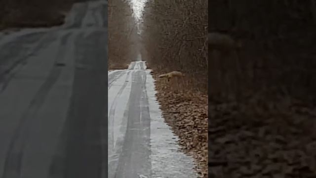 Лиса мышкует. Наглая рыжая морда. смотреть онлайн