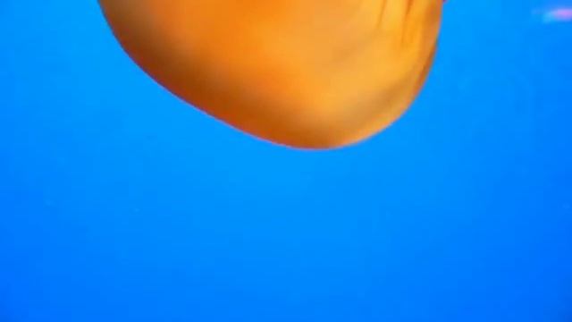 Sea Nettle - Chrysaora fuscescens смотреть онлайн