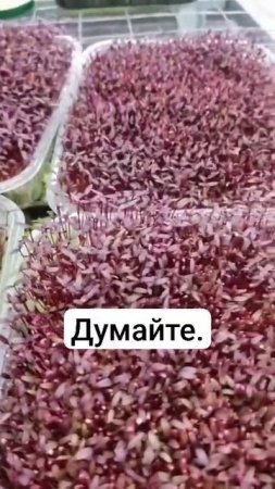 амарант или трава от всех болезней