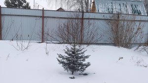 Весенняя прогулка по саду. 1 марта на дворе. Предстоящие переделки в теплице