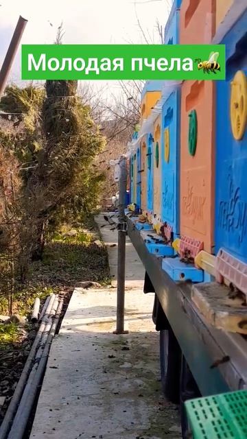 ПЧЕЛА СМЕНЯЕТСЯ. МАРТОВСКИЙ РАСПЛОД 15.03.2024 #пасека #пчеловодство #пчелы #хобби смотреть онлайн