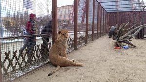 Нестандартная лень Льва Шерхана. Леопард Порш научился кое-чему новому.  Часть 3