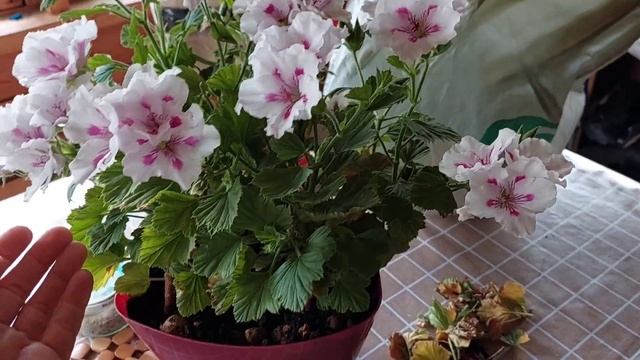 Последний раз ТАКАЯ )) Выходные на даче. Фикс-прайс. смотреть онлайн