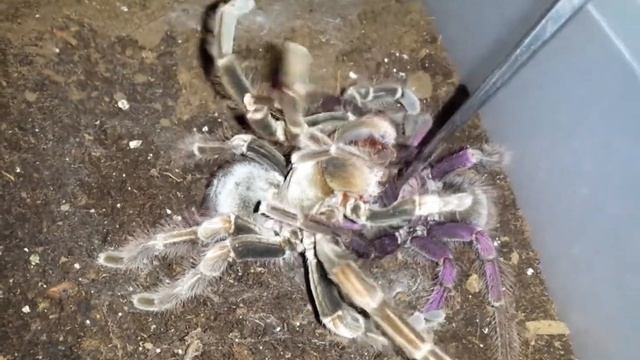 Pamphobeteus nigricolor pairing two good inserts смотреть онлайн