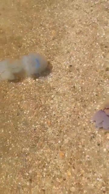 АЗОВСКИЕ МЕДУЗЫ#море #азовское #медузы #лето #хобби #пчелы #отпуск смотреть онлайн