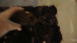 Биофабрика пиявки.avi