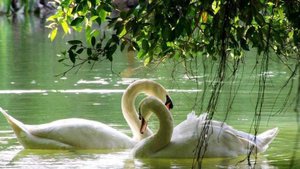 Ты подожди кавер_middle-of-the-road-gianni-marchetti-the-way-of-life