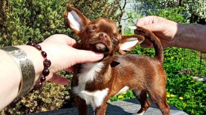 #СКИДКИ до 08.03.25 #ЦЕНЫ от 25 тр #купить_чихуахуа 89215950848 #продаю_чихуахуа #есть_ДОСТАВКА