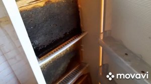 ГОТОВИМ ПЧЁЛ В ЗИМУ. ЗАКОРМ. КЛЕЩ 2.09.23#пчеловодство #пчелы #пасека #пасека