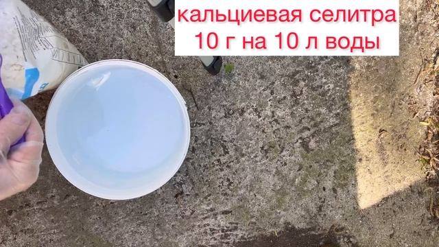 Первая подкормка метельчатых гортензий 🌺