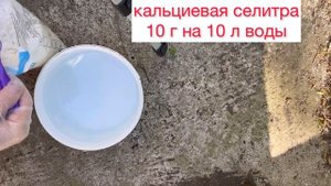 Первая подкормка метельчатых гортензий 🌺