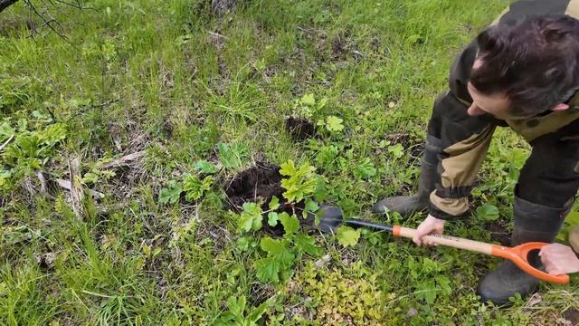 Бой с Борщевиком. Лучший способ уничтожить Борщевик. смотреть онлайн