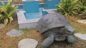 ROOFTOP OF OUTDOOR POOL IN PULLMAN HOTEL SHARJAH
