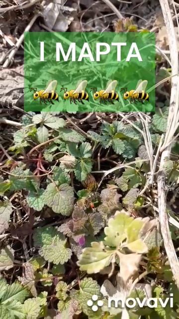 ❗️ Вот и ВЕСНА❗️ 1.03.2024 #пасека #пчеловодство #пчелы #хобби #весна #пыльца смотреть онлайн