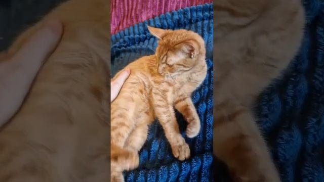 #Огонёк ищет дом
#всемкота #ищемдом #котвдар