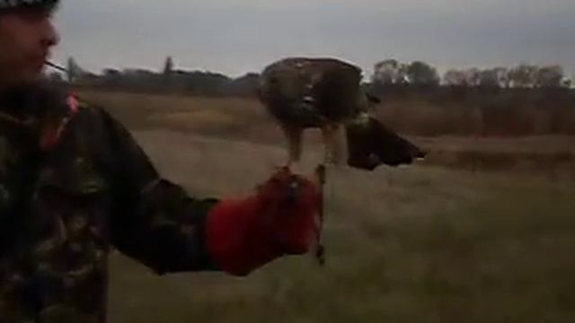 Ястреб-тетеревятник ШАХ смотреть онлайн