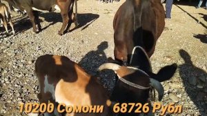 Мол бозор Регар / Мол бозори ПАХТАОБОД / Сментал ва Говхои гусаладор / 21 июня 2020 г.